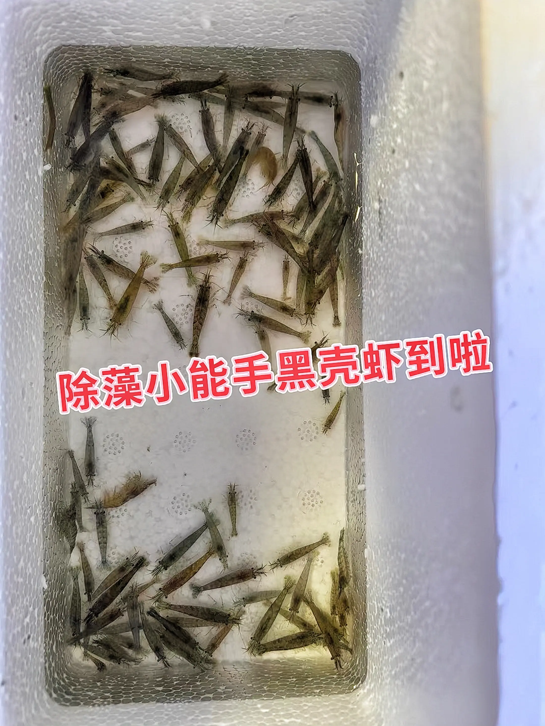 告别化学药剂，用黑壳虾开启绿色生态循环！超强除藻能力，快速清理青苔、褐...