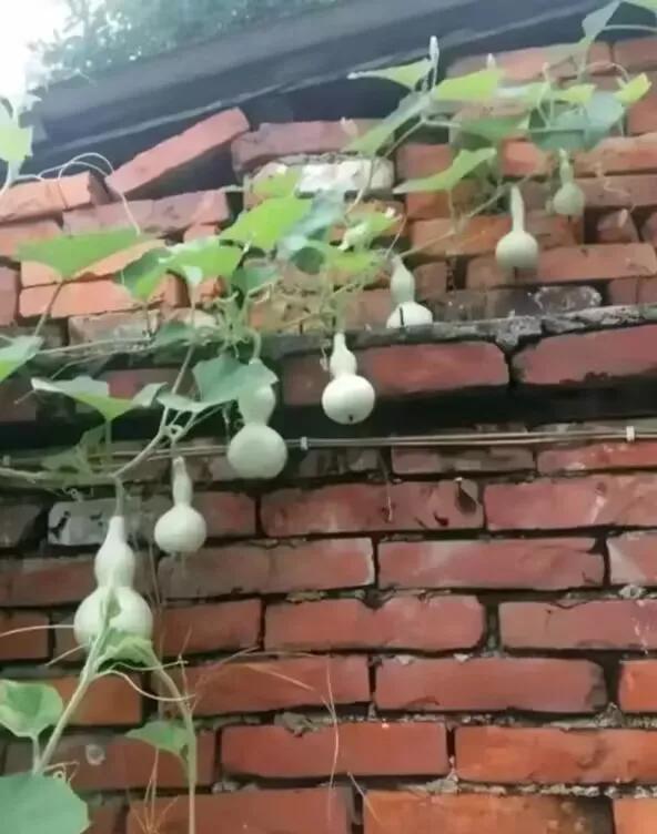 葫芦这长势不对劲啊