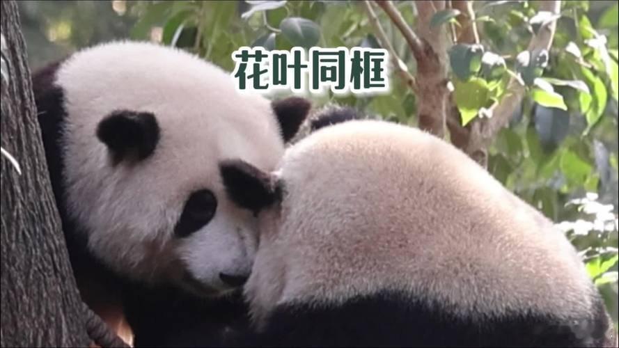 #花花和叶同框出外场#  9月8日，大熊猫界顶流女明星花花🐼与妹妹和叶🐼同框