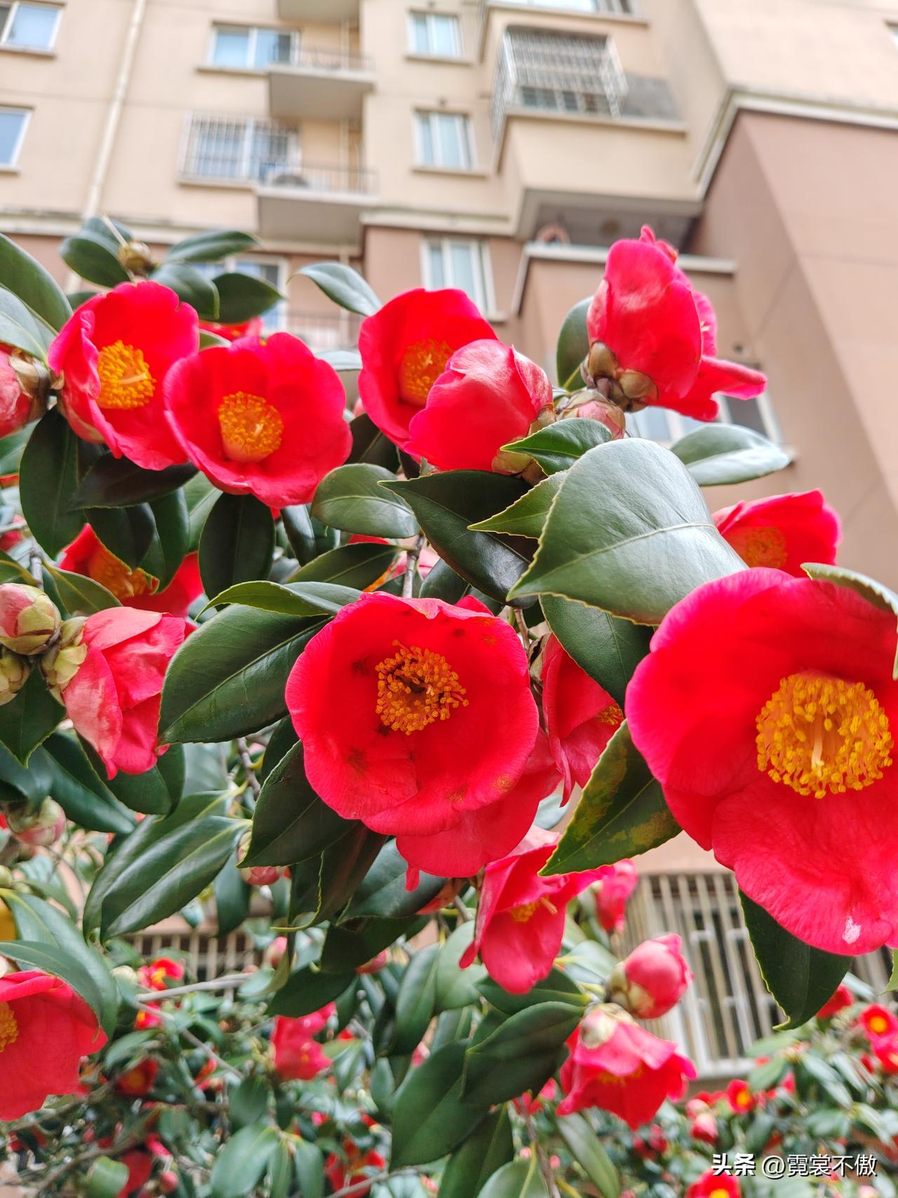 分享一张花开的照片小区门口的山茶花，开得好热烈！忍不住冲动想拍！