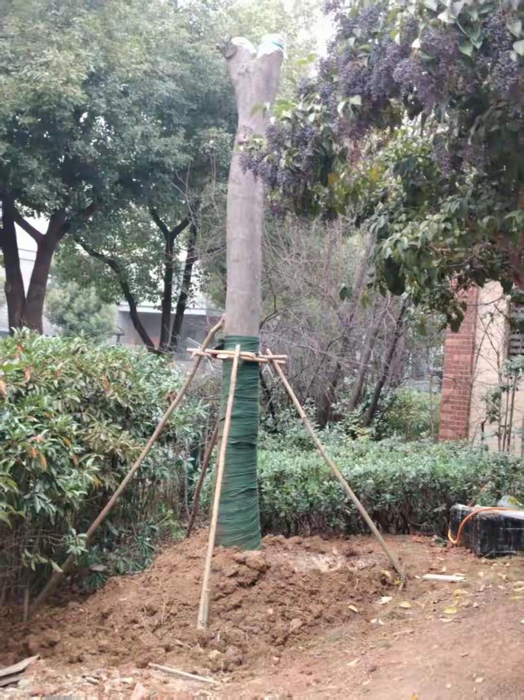 担心影响采光，武汉一业主在小区私自移栽了一棵树，被罚3万元，林业和园林部门：被移