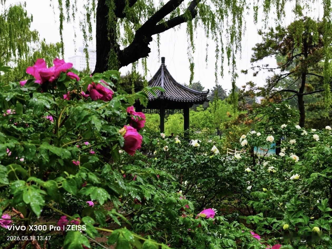 长春牡丹园雨中的景色随拍。
随手拍公园的花草 公园随便拍花花草草