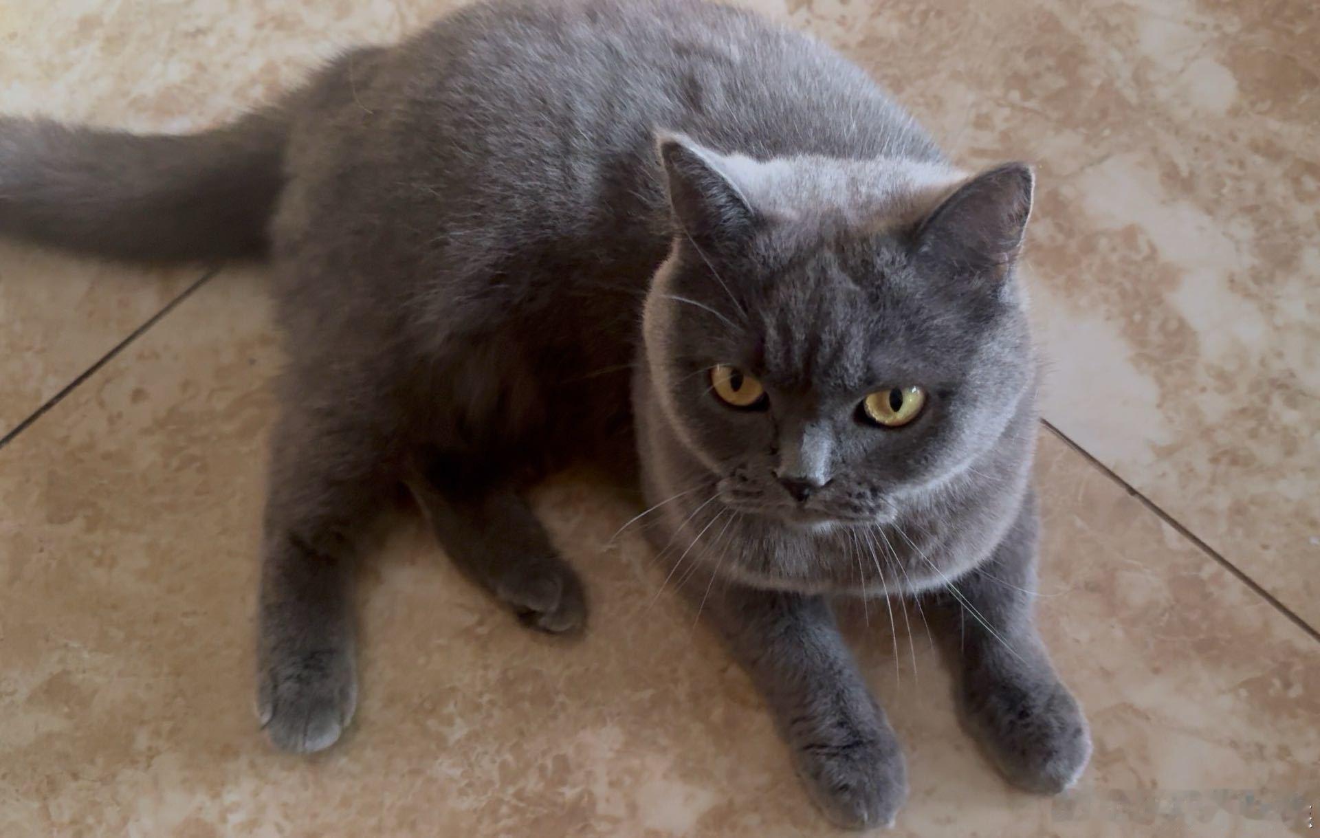 面团图再补两张！！老公正在发我们合养的猫 