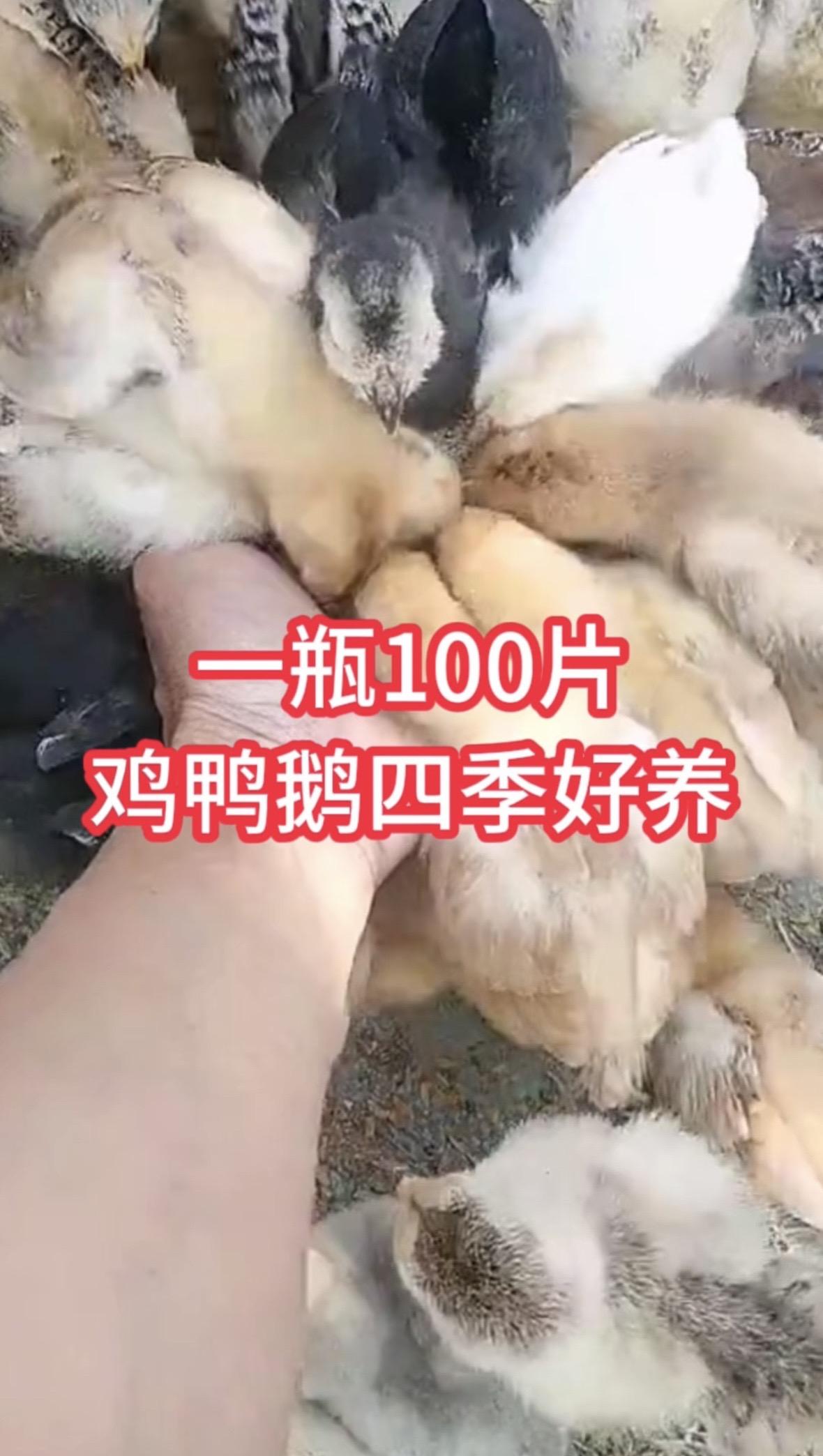 鸡鸭鹅养殖鸡鸭鹅养殖 鸡鸭鹅养殖户
