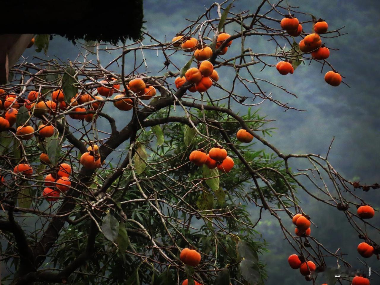 枝头挂满红灯笼，丰收的喜悦在眼前。🍊🌿
宁波北仑大碶西岙村