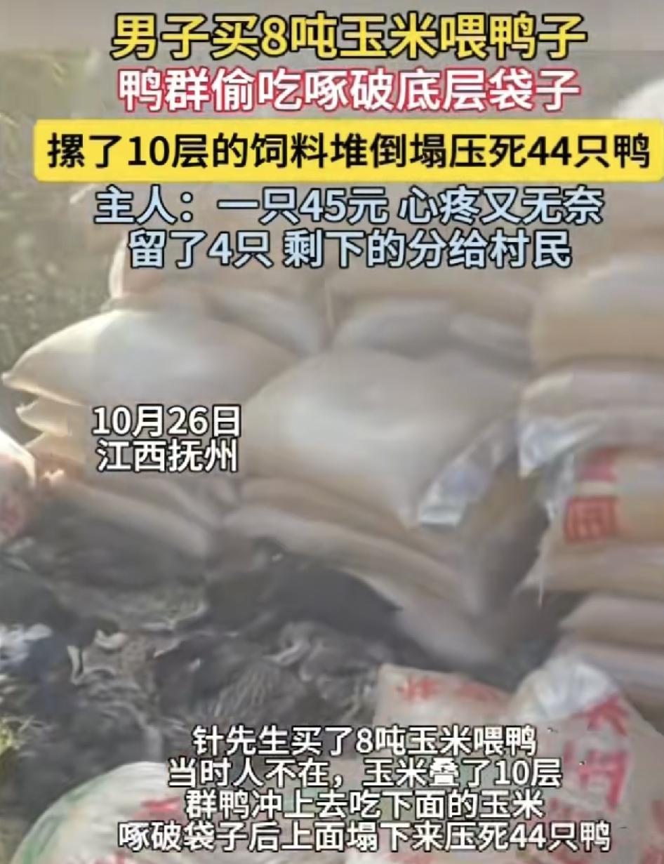江西一男子买了8吨的玉米饲料喂养家里养的鸭子，没想到当时送货过来的时候自己不在，