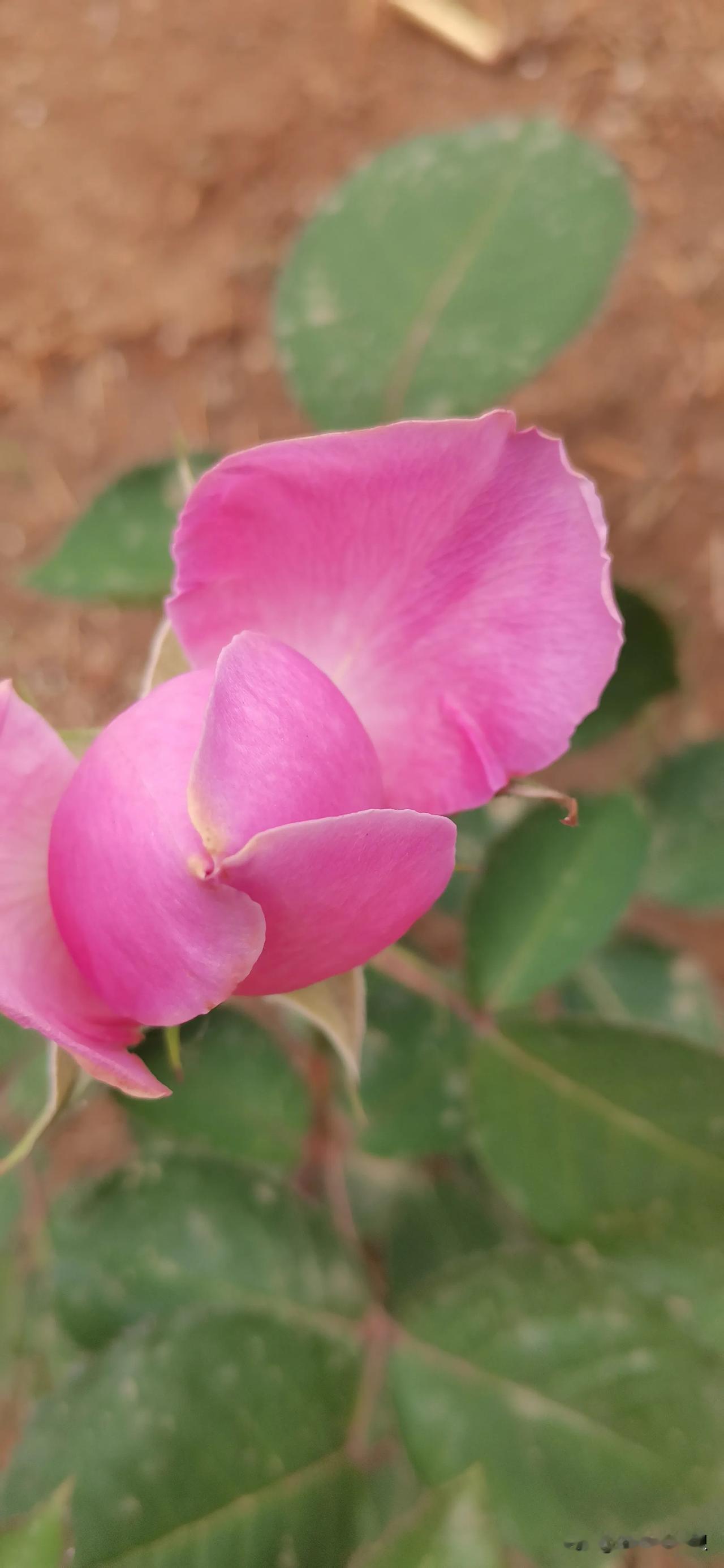 月季花就是春天时候最灿烂！积攒了一冬的能量，不遗余力地绽放！
开放的月季我最喜欢