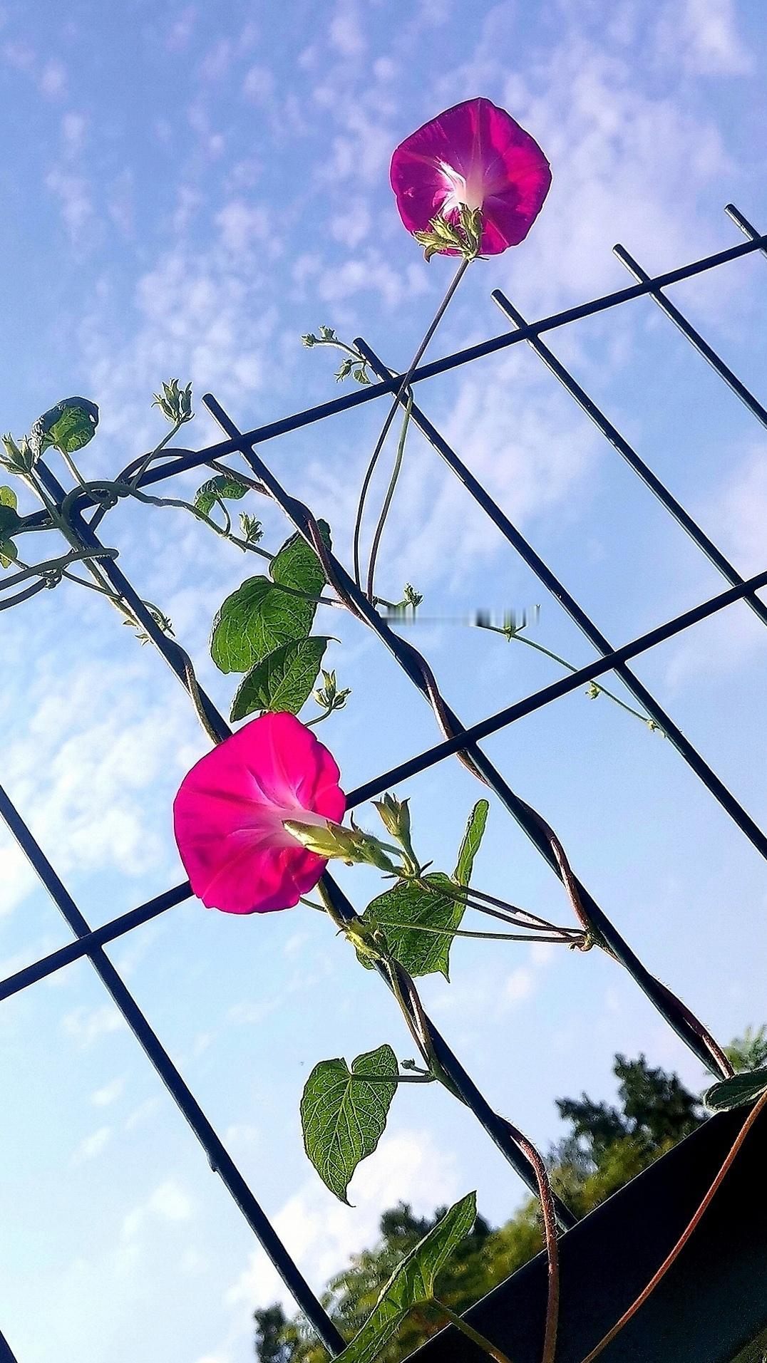 ​

 
牵牛花
铁篱绕牵牛，高蔓闲自悠。
朝曦开浅香，日暮羞温柔。