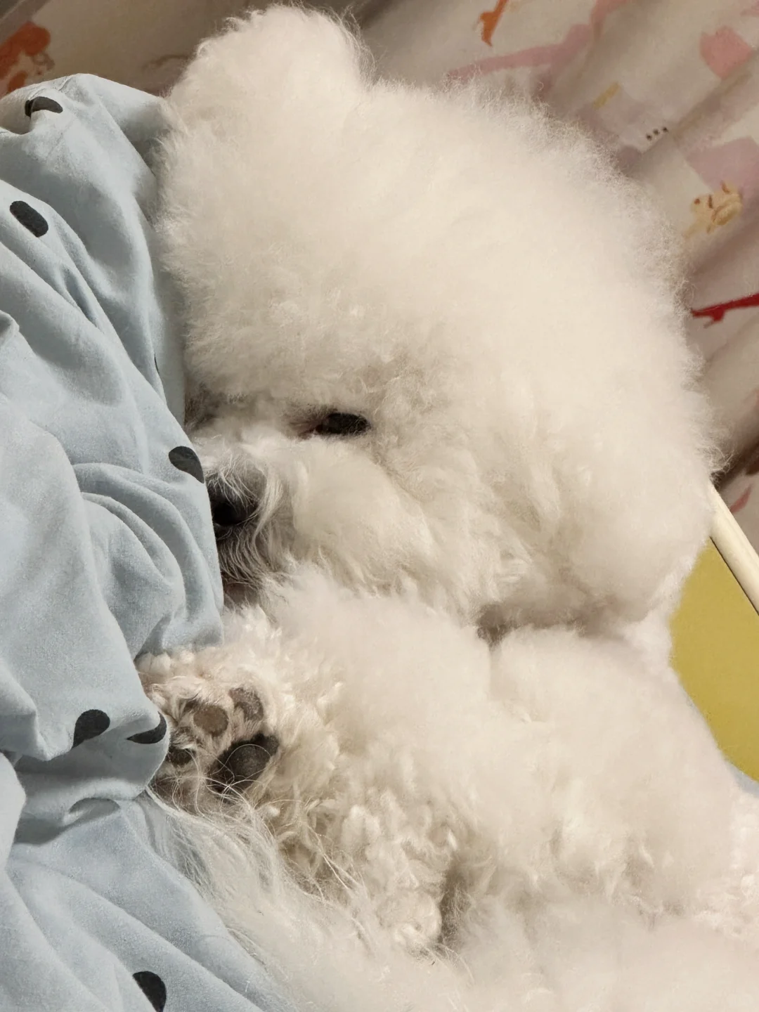 阻挡人类早起的绊脚狗