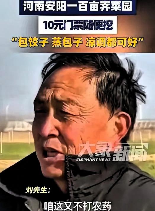 河南这大哥，脑子转得是真快。
100多亩荠菜眼看要烂地里。
若是雇佣人工采摘，仅