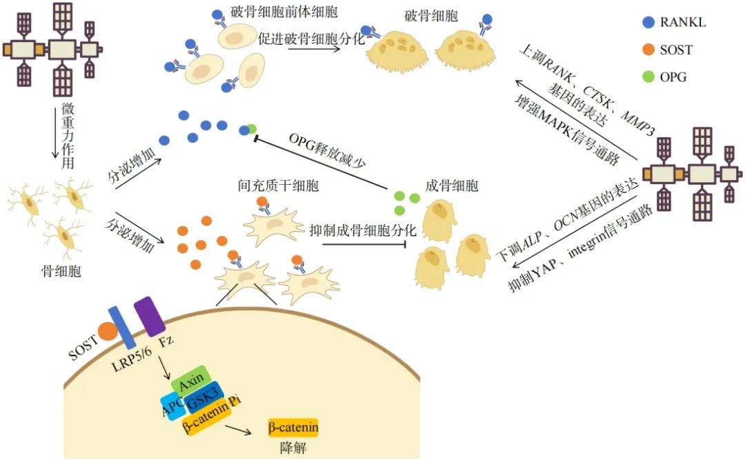 【空间骨丢失：研究进展与中国探索之路】《科技导报》邀请浙江大学生命科学学院吴梦瑞