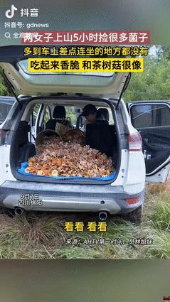 “赚大发了！”9月8日四川绵阳，两女子上山偶遇野生菌类，5个小时捡了100斤左右