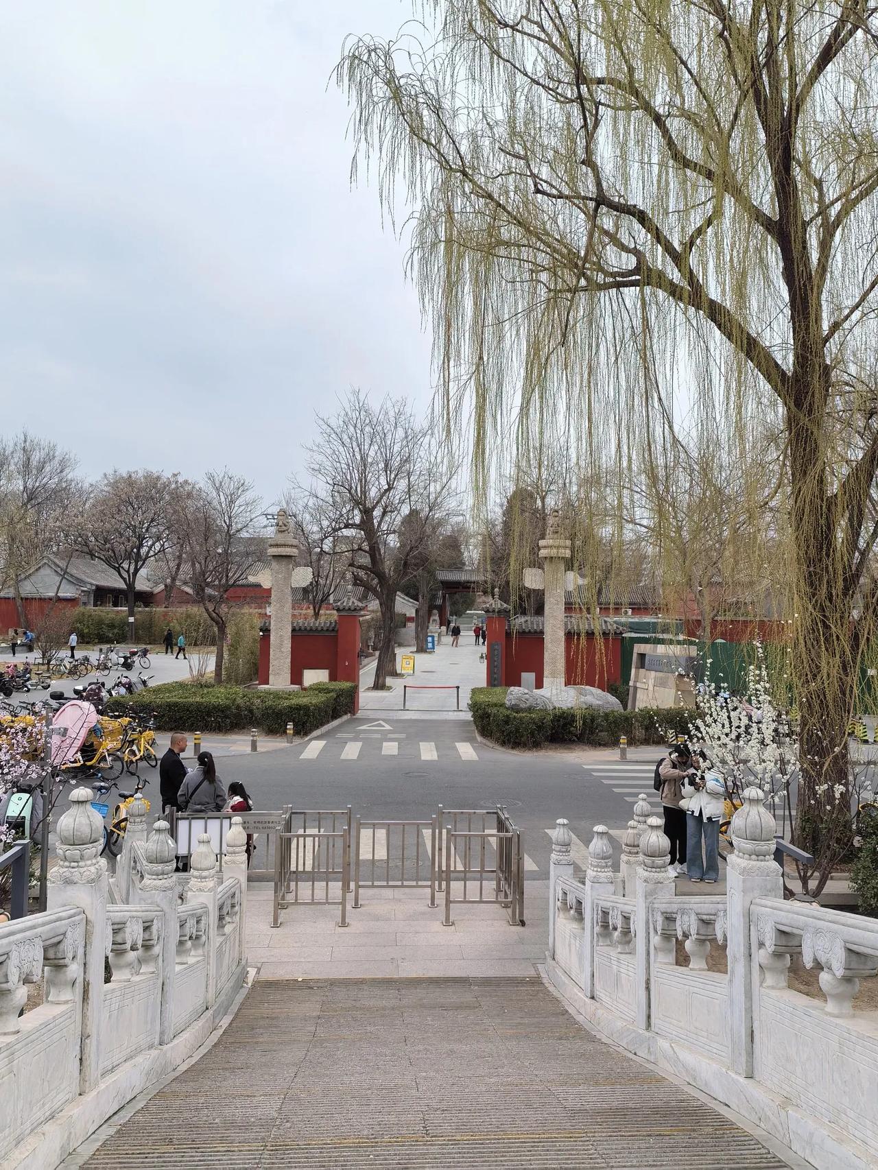 预报
雨夹雪
五塔寺（真觉寺）
春日
古银杏枝头隐隐泛青
无有秋天满树金扇
神鸦