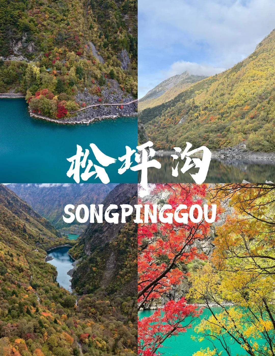 2025.11.01 松坪沟
1️⃣长海彩林还不够黄，但是到翠竹沟往下已经黄了一