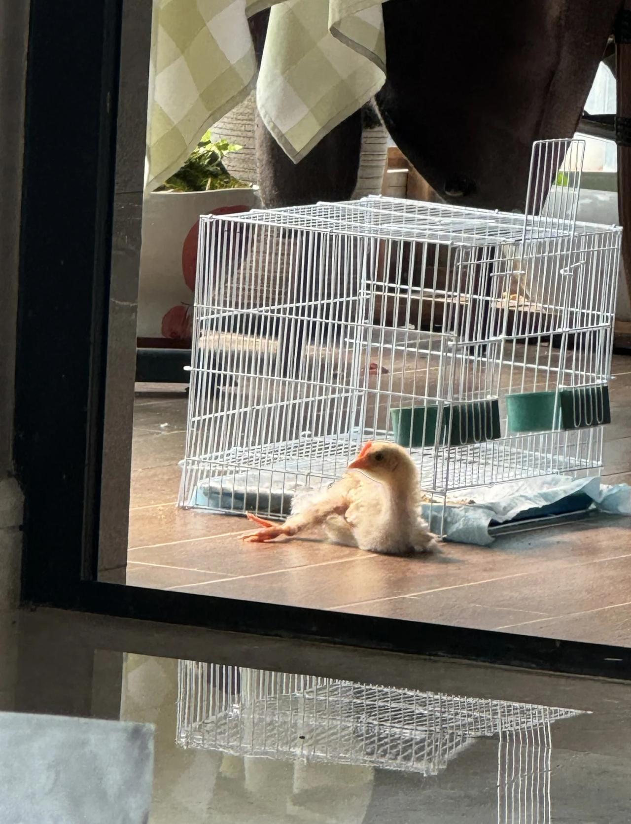 深圳南山小鸡求领养😭
弟弟套圈套回来的小鸡 结果被我一直养到现在 家里人不让再
