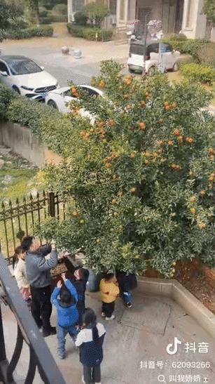 “看感动了!” 湖北，几个小孩看见一家院落里的桔子树上结满红彤彤的果子，就翻进院