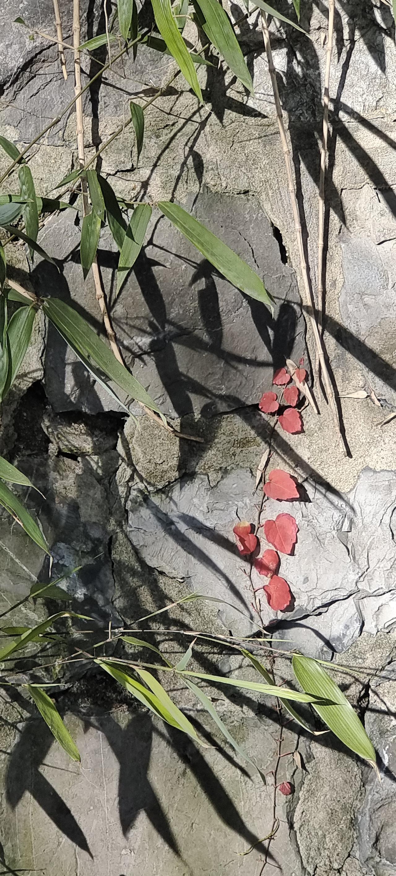 天净沙.回眸
灰墙绿竹红丛，干枝枯叶金风，路静人稀院空。
回头眸拥。
恐惊佳瞬霜