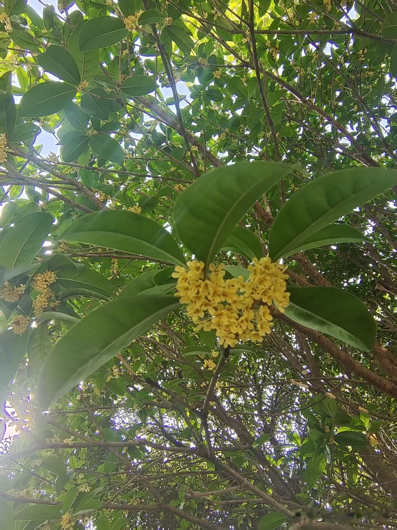 观桂花有感，悟岁月人生

桂花开放一身香
花败落地全是糠

桂花与人本相仿
青春