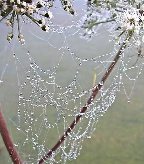 9799蜘蛛网项链🕸️