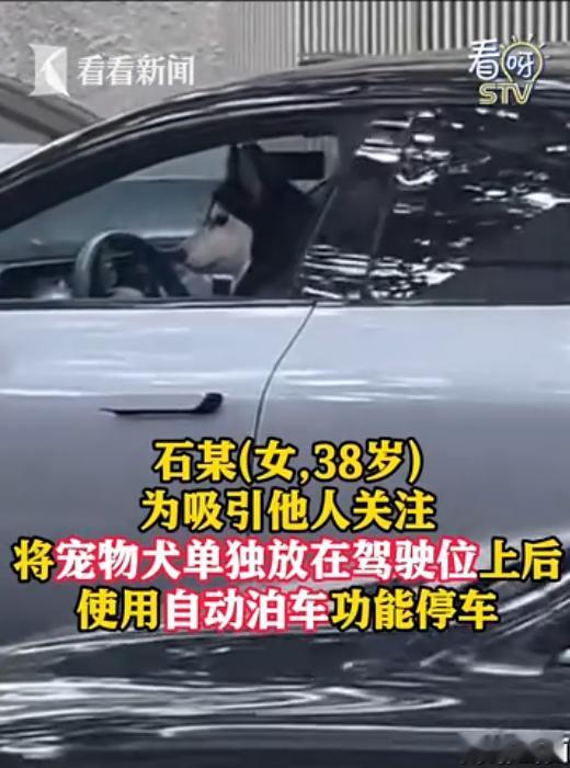 科技照进现实，狗狗真的能开车了？为吸引他人关注，有人将宠物犬单独放在驾驶位上后，