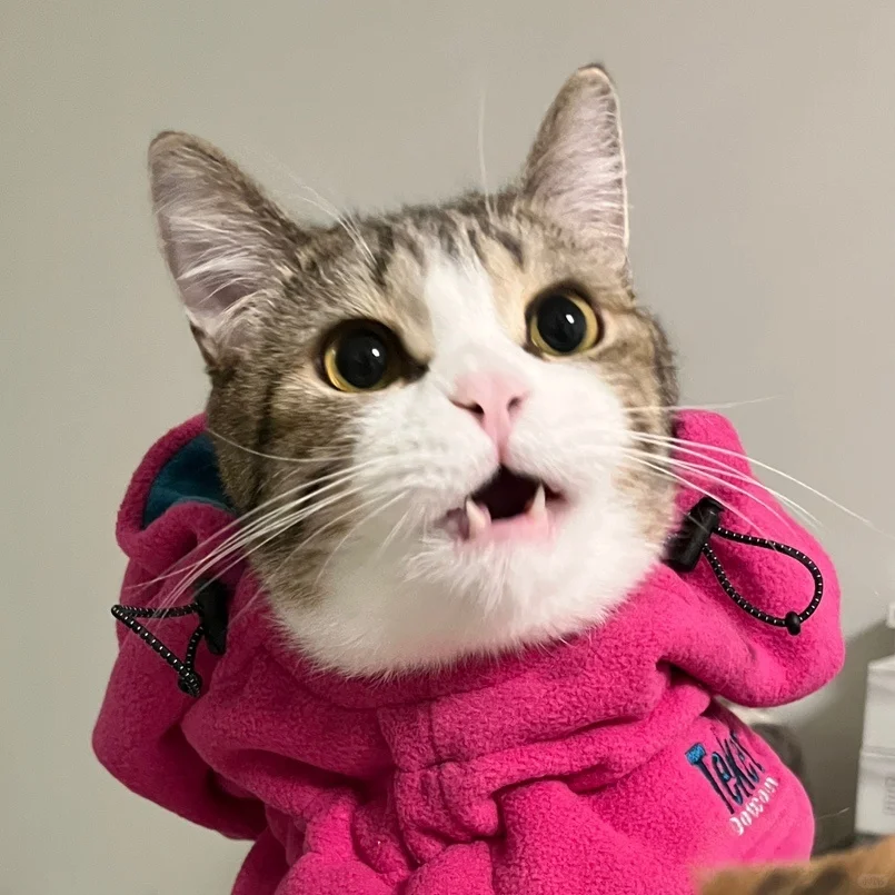 康康我的新头像 🗣