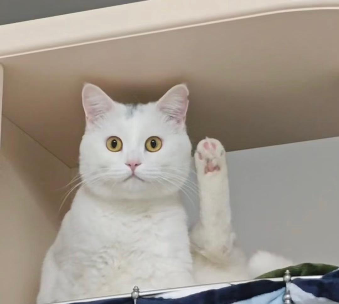 其实招财猫举的其实是脚快乐上头好有意思我的幽默灵感片场 ​​​