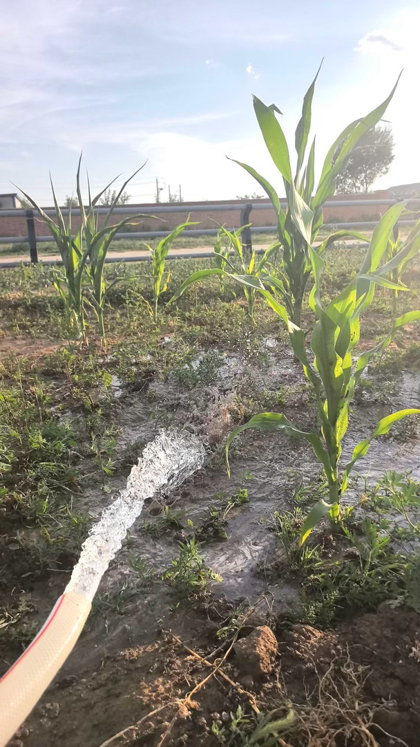 种地 