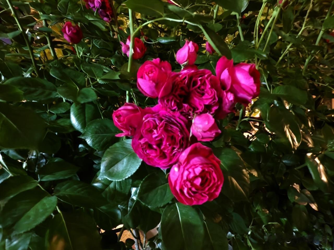 以前只见过全职太太的，没想到今天见了个全职先生。

晚上几个朋友一起吃饭，没有在