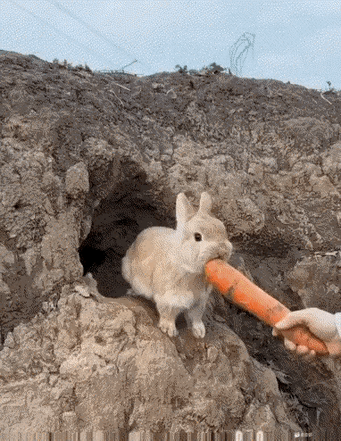 光顾着啃胡萝卜，结果孩子都被人抱跑了……
我这当妈的，心真大。
[我想静静][我