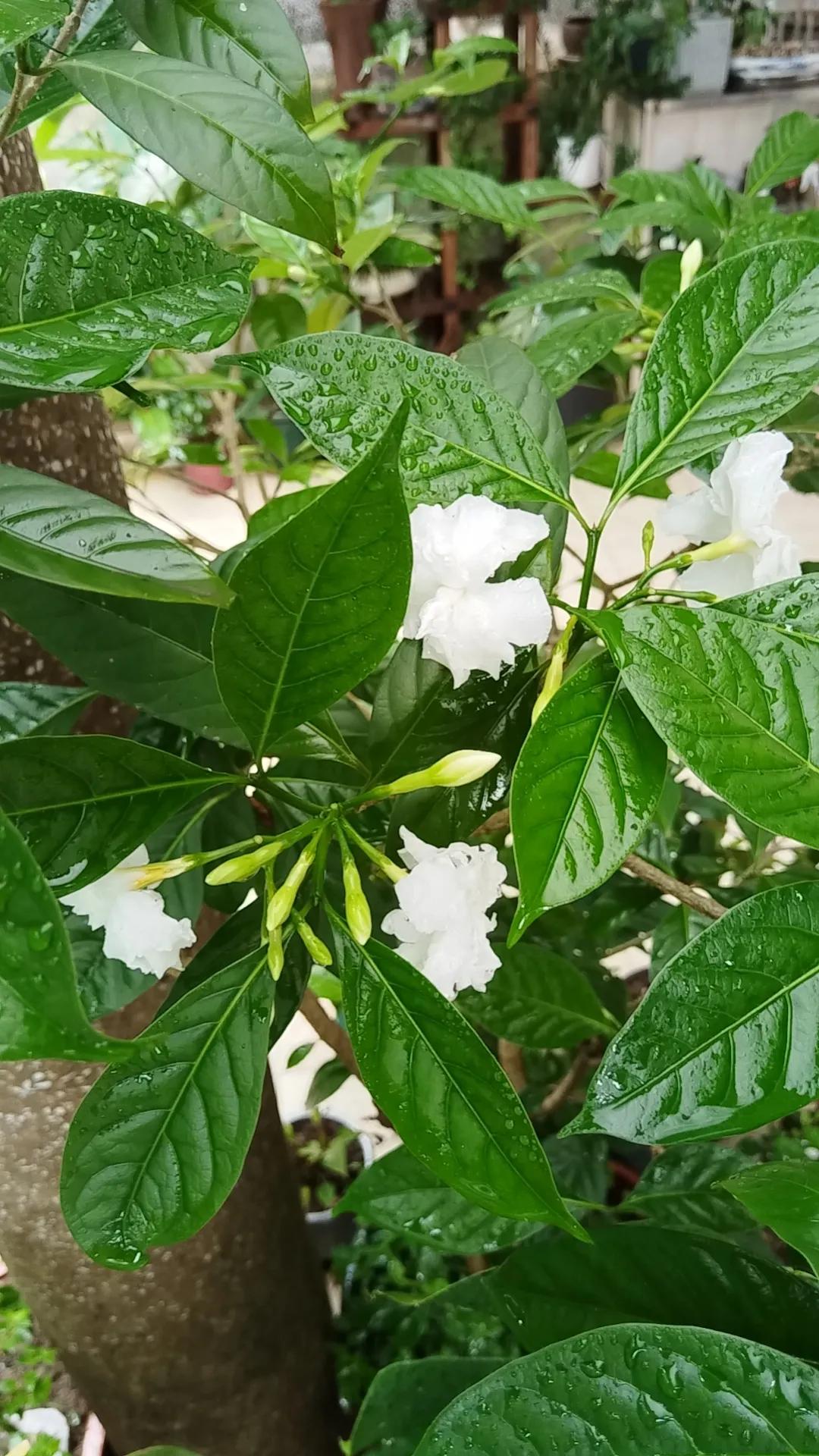 没香味的花，就好像没有女人味的女人[大笑]