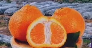 #耙耙柑还是粑粑柑很多人读错#【“bǎbǎ柑”，“bābā柑”，还是“pāpā柑