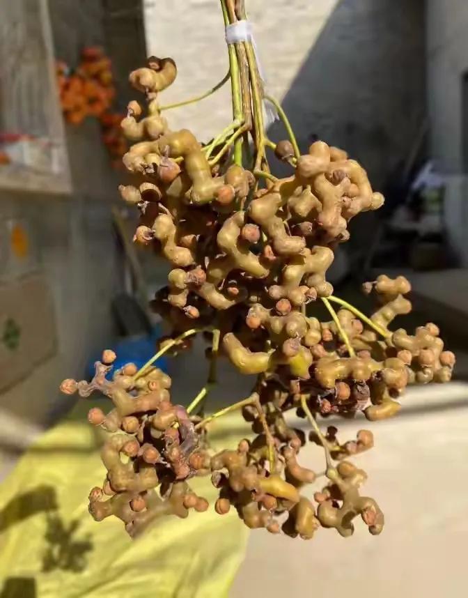 我童年中吃的最多的果子应该就是拐枣了！它外形怎么形容呢？有点像鸡爪，看着挺奇特。