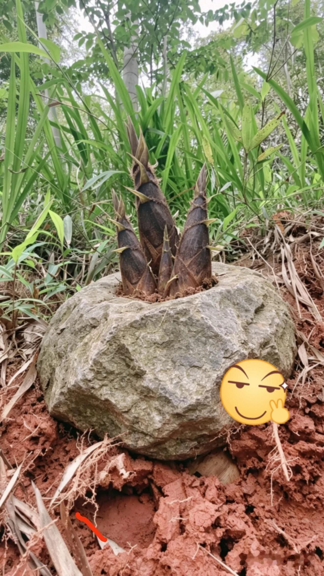 这笋子我咋挖？有没有人告诉我？在线等