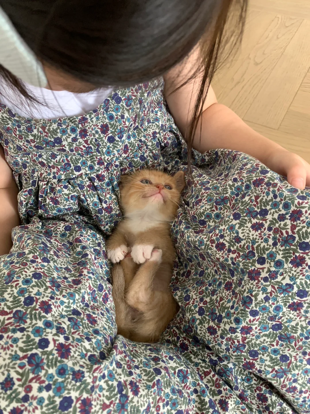 那只捡来❷周大的小猫咪🐈，长大啦