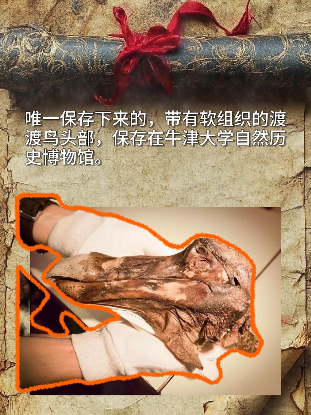 唯一保存下来的，带有软组织的渡渡鸟头部，保存在牛津大学自然历史博物馆。