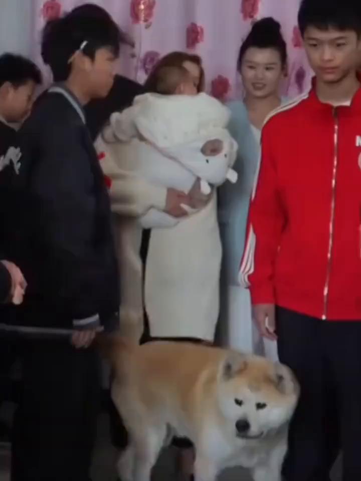 小主人出嫁，狗狗上前送别，满眼都是不舍。看到主人悲伤，狗狗也耷拉着耳朵。它们其实