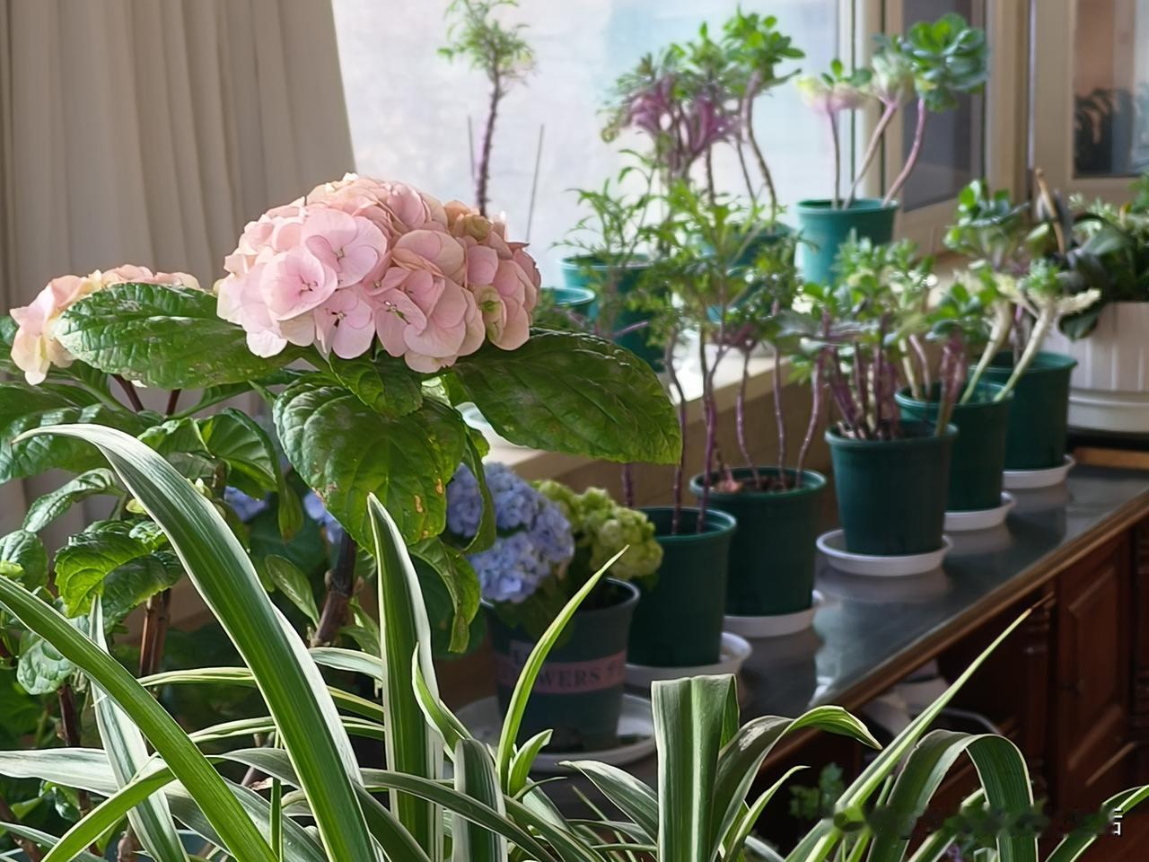 岁月之风，掠过喧嚣尘世，于我窗前悄然停驻。纵使当下世界大环境动荡不安，也掩不住我