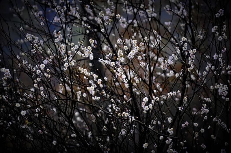 上联：皑皑白雪封梅岭；
下联：凛凛寒霜覆枫林。这下联与上联意境相契，寒霜覆枫林的