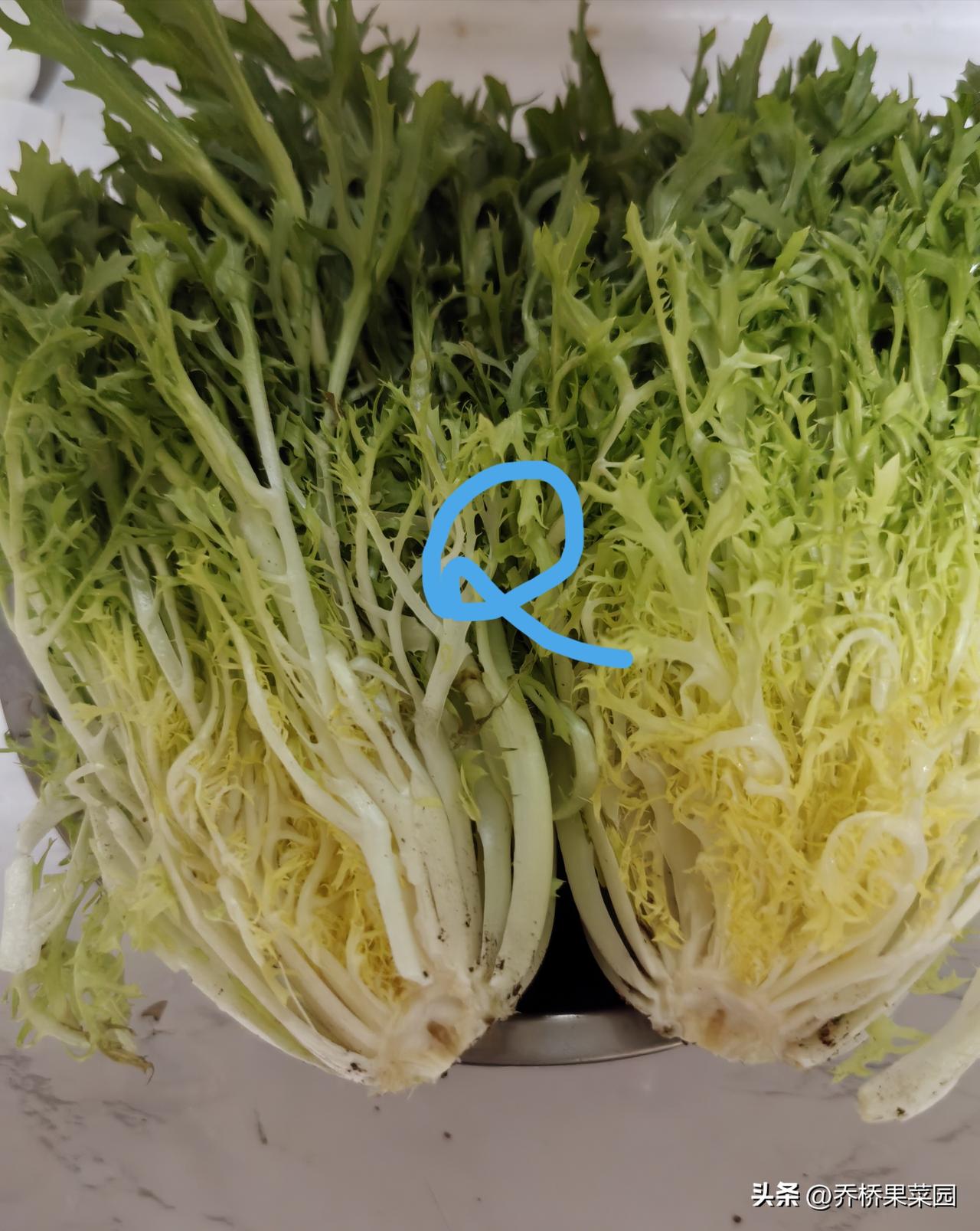 3克苦苣种子，一季种两茬，有吃有栽，秋吃秋栽


跟读我文章的菜友该还记得，我的