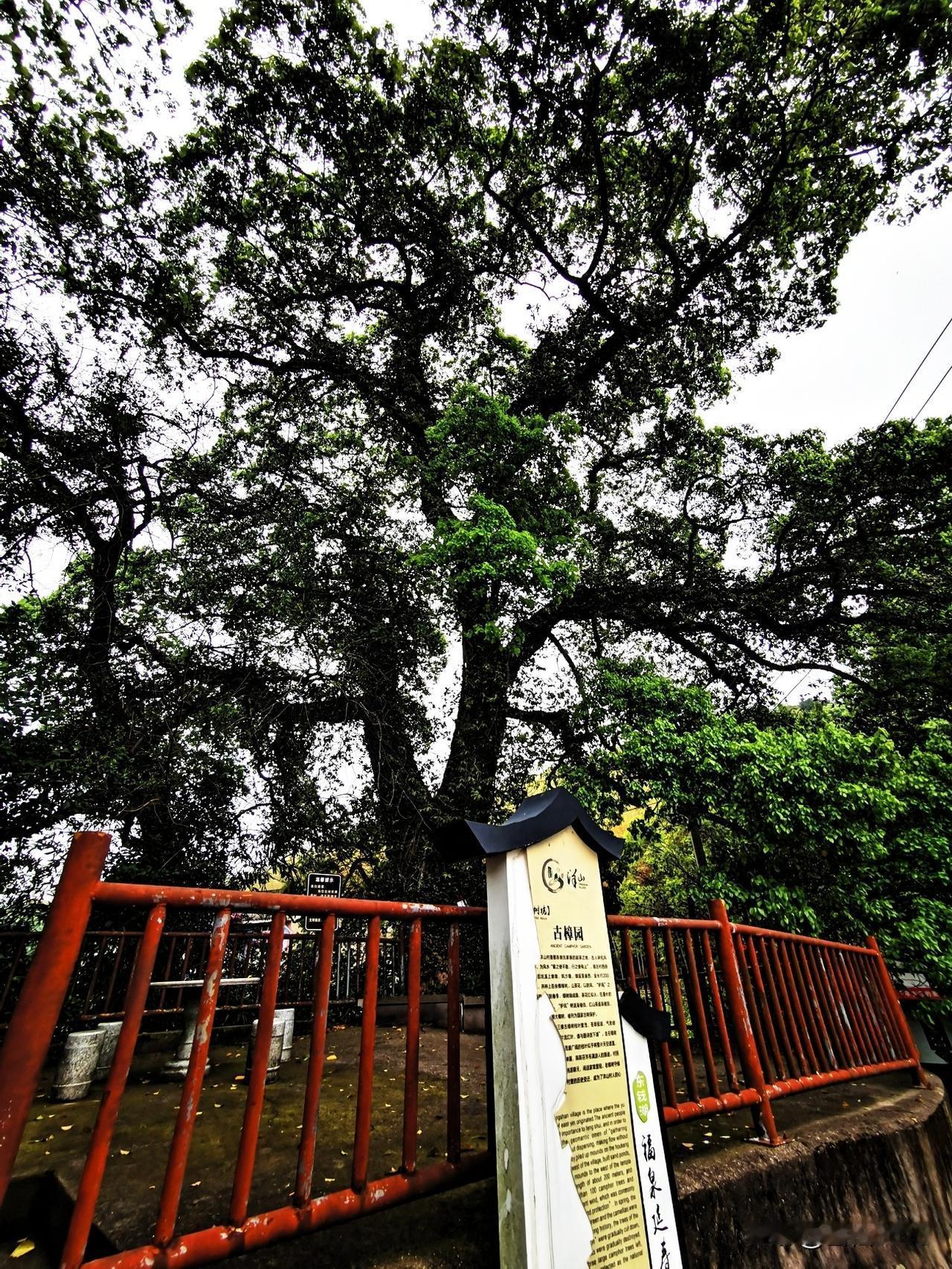 洋山村的三百年古樟树，至今依然活得热烈。

上次在宁波洋山村，我见到了三棵325