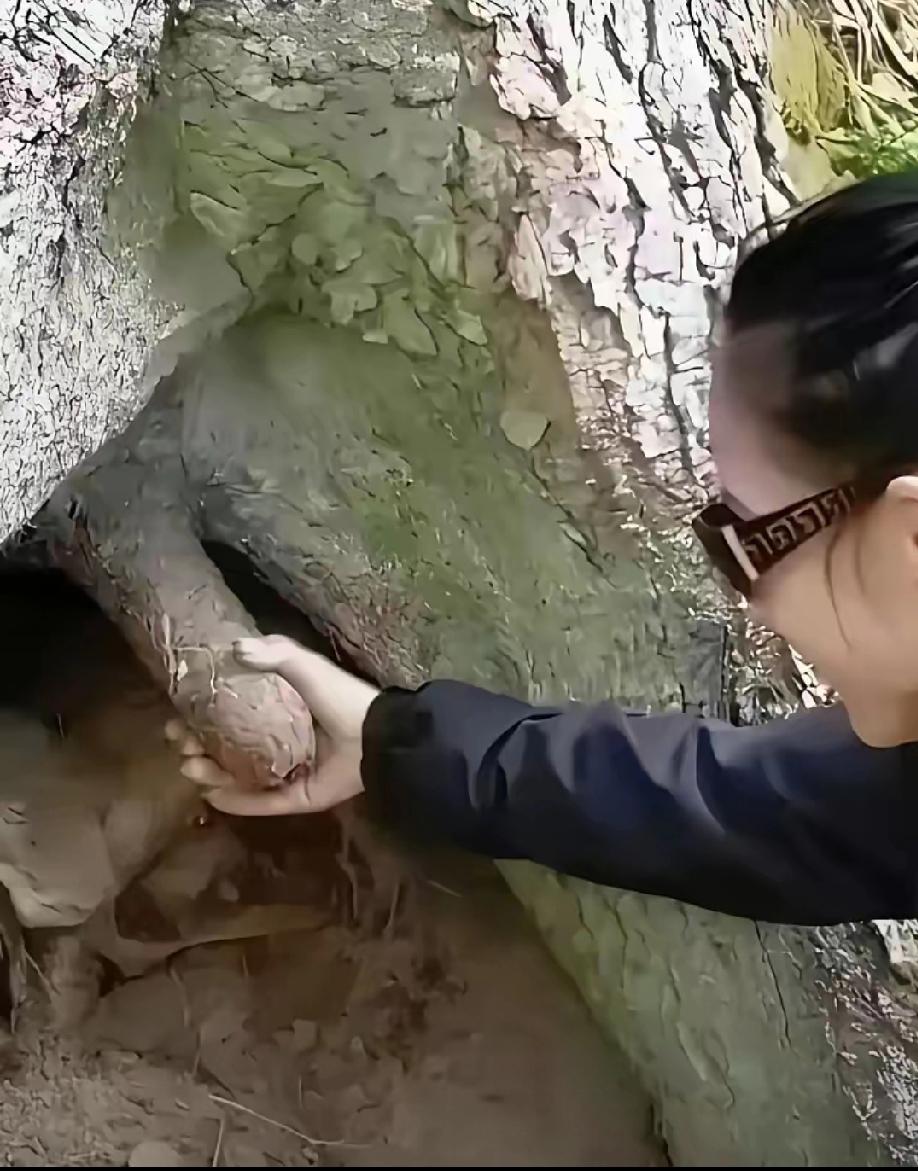 树：有人耍流氓，你快松手