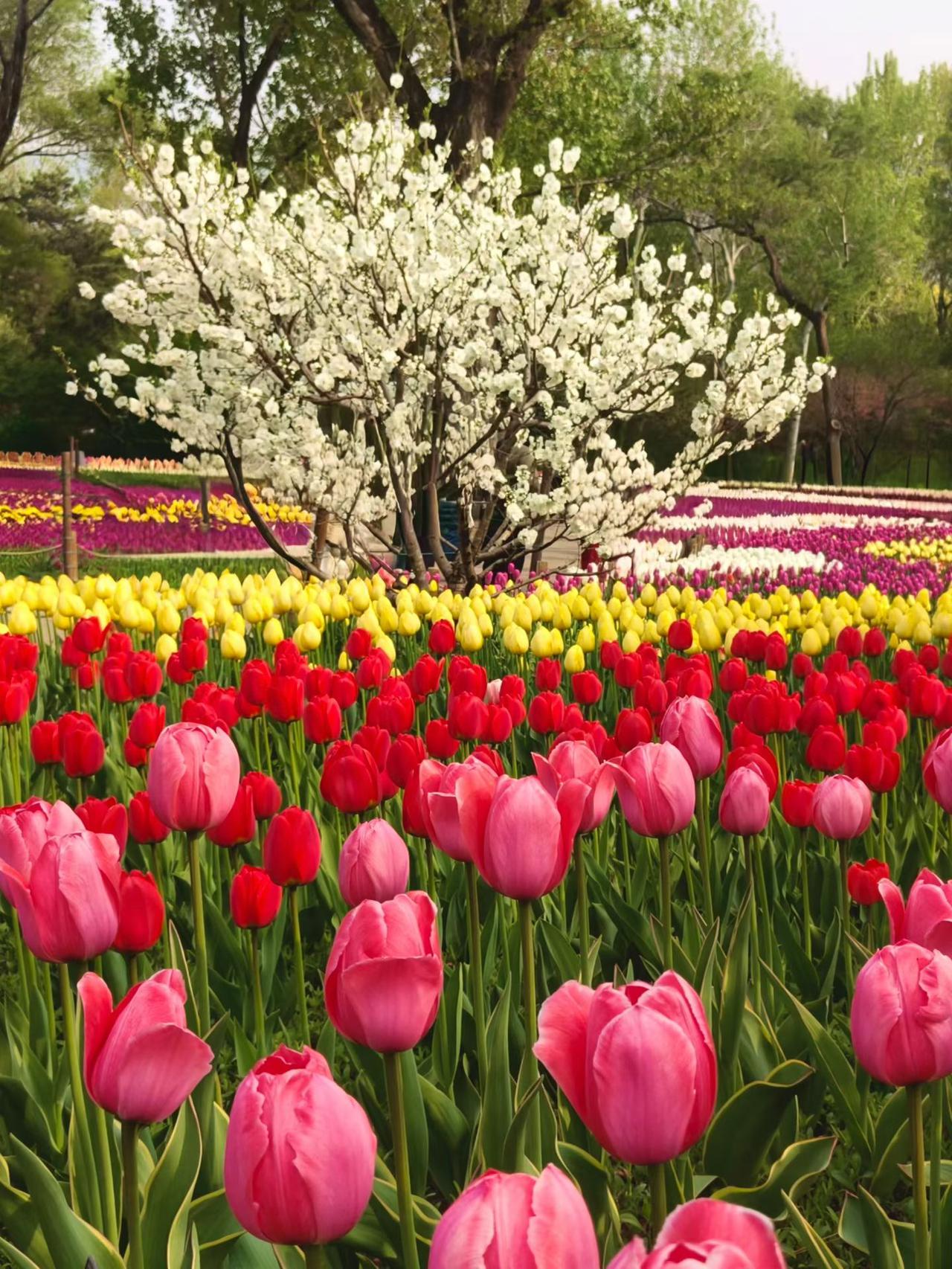 有没有漂亮的花朵图片