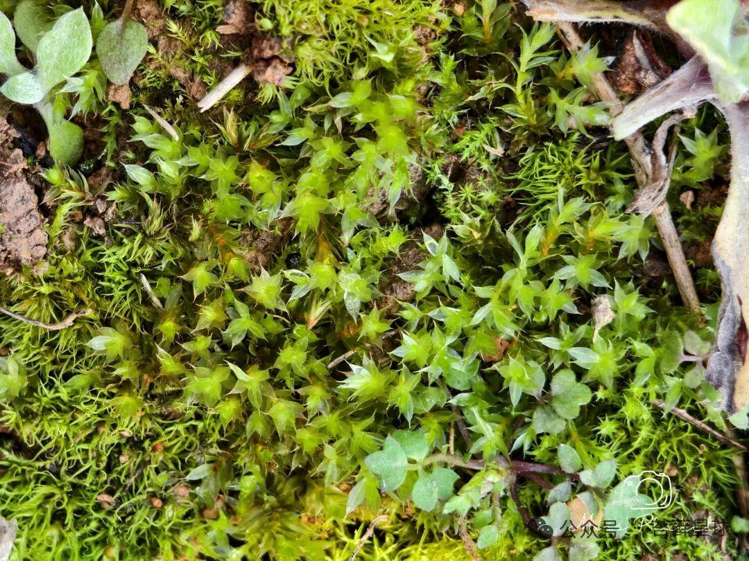 森林里的小精灵，绿意盎然的苔藓世界。🌳🍃
