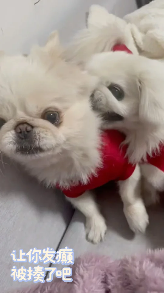 讲道理，小狗做“错事”哼唧也没用！