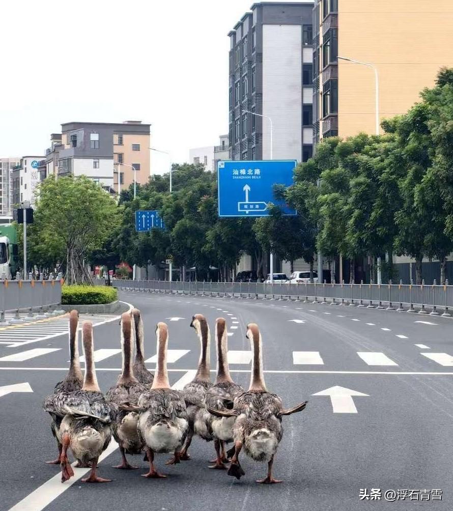今天早晨上班的路上，经过市区嵩山路殴汀社区路段撞见一群狮头鹅，大概有七八只，大摇