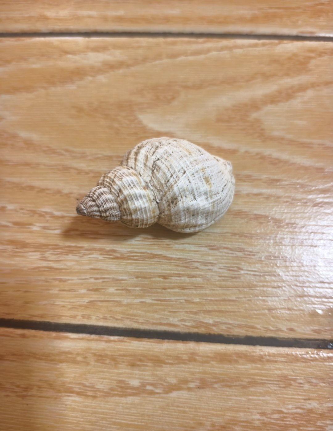 寄居蟹又逃出来了！ ​​​