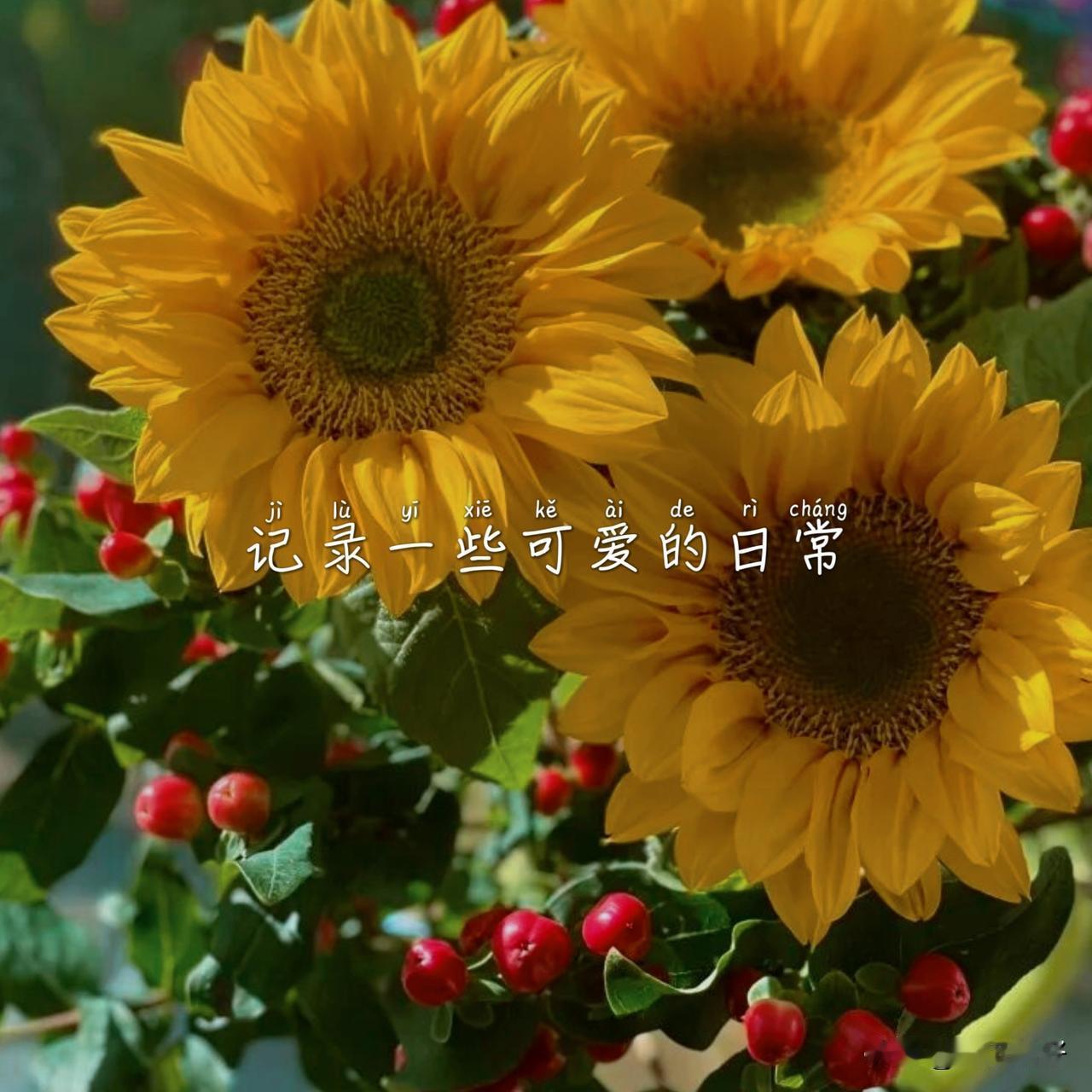 在田里种麦子，
在心里种玫瑰。
粮食养身，浪漫养心。
人生大概就是这样，
用大把