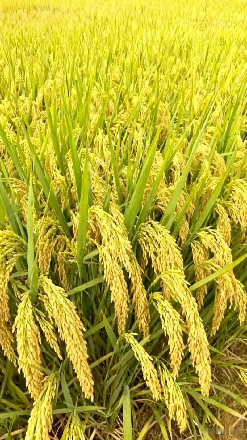 杂交稻的优势有哪些?
在上世纪八十年代末九十年代初，我们老家种水稻都是常规品种。