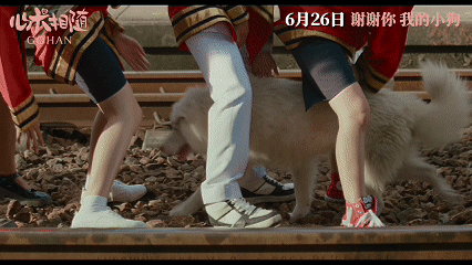 姥姥的外孙团队新作心犬相随定档 狗爸爸狗妈妈们都给我集合。泰国年度爆款小狗电影终
