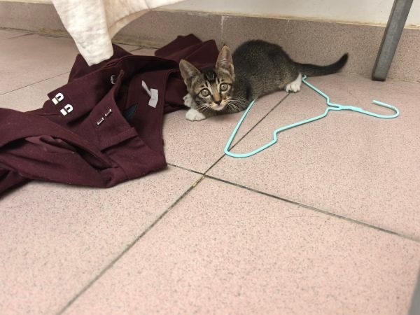 14919只狸14807同一只猫，已被高柱舍友领养，舍友好猫猫好（） 